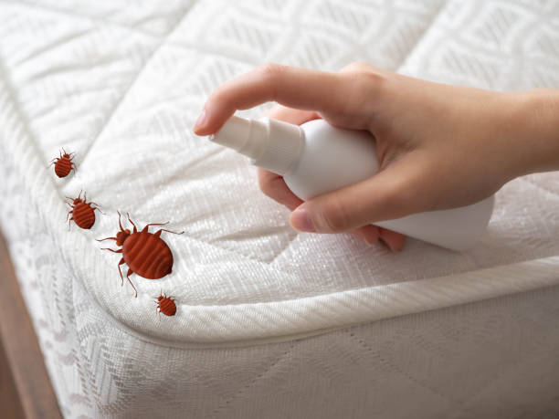 Best Local Pest Control Services  in Milmay, NJ